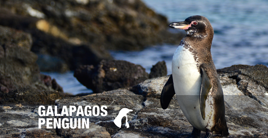 Image result for Galapagos penguin