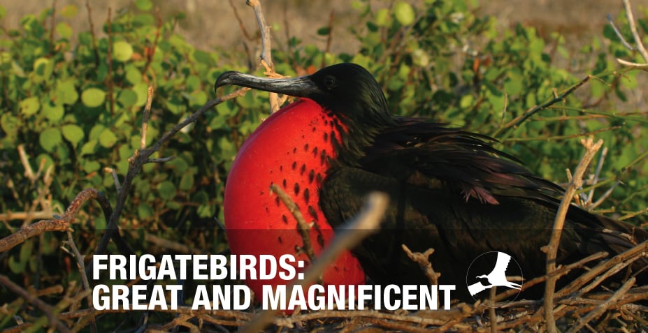 FRIGATEBIRDS:  GREAT AND MAGNIFICENT