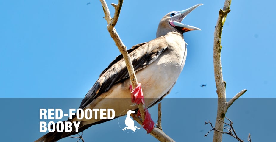 RED-FOOTED BOOBY
